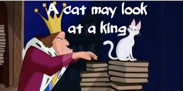 A cat may look at a king