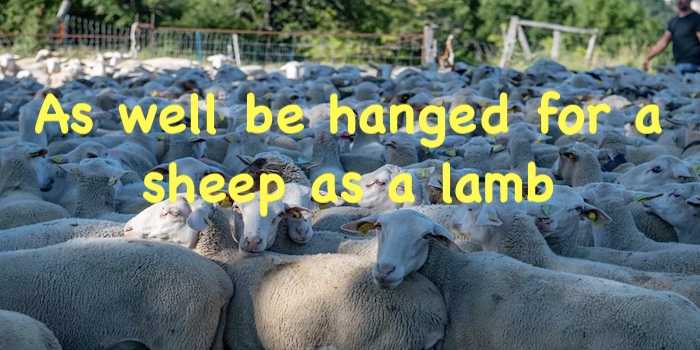 As well be hanged for a sheep as a lamb