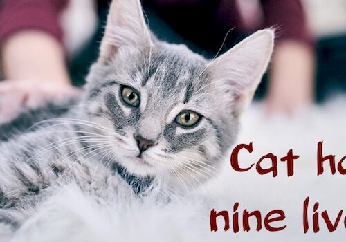 Происхождение пословицы "A Cat Has Nine Lives"