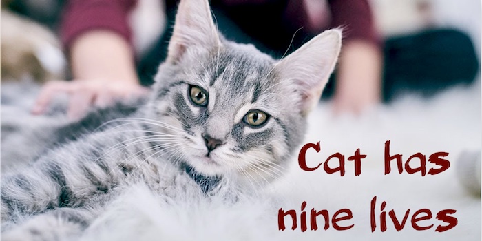 Происхождение пословицы "A Cat Has Nine Lives"