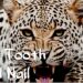 Fight Tooth and Nail