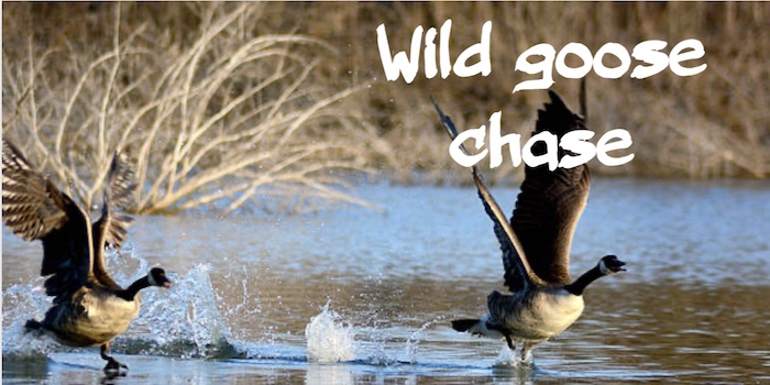Wild goose chase